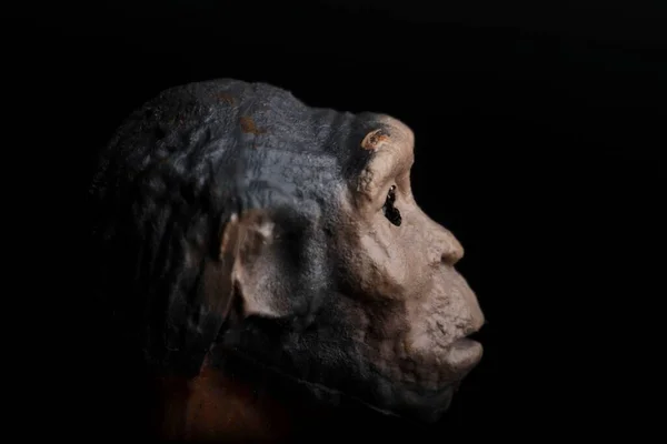 Portrét Černém Pozadí Prehistorického Hominida Reprodukovaného Miniatuře — Stock fotografie