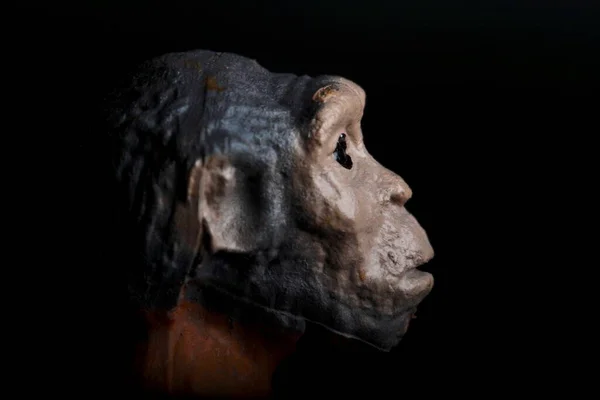 Portrait Black Background Prehistoric Hominid Reproduced Miniature — Stock Photo, Image