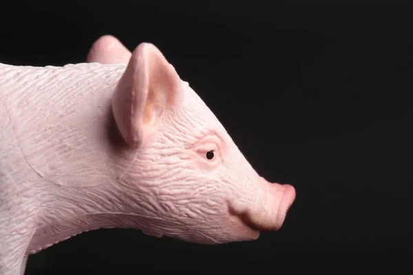 黒を背景にしたおもちゃの豚の頭のクローズアップ肖像画 — ストック写真