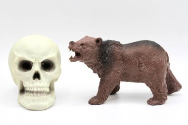 İnsan kafatasının yanında minyatür bir ayı.