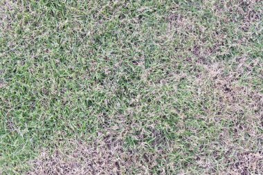 Arka plan ve Doku, Doku Özellikli, Yeşil ve Kahverengi Yerde Yerde Yerde Yerde Yerde Yerde Yerde Yerde Kurumuş Çimen. Doğa ya da Açık Hava Temalı Tasarımlar için ideal.