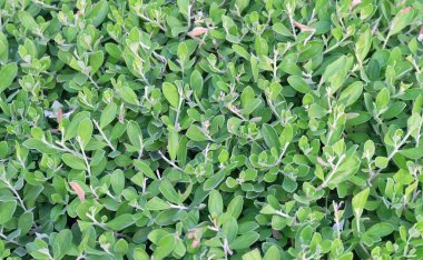 Ekoloji Konsepti, Leucophyllum Frutescens, Purple Sage, Texas Ranger, Gümüş Yaprak veya Yeşil Yapraklı Beyaz Adaçayı Bitkileri.