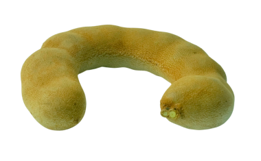 Kahverengi demirhindi meyvesi, ekşi tatma ve taze yemek pişirmek veya yemek için kullanılır, yüksek besin değeri ve tıbbi özellikleri olan sağlıklı bir meyvedir..