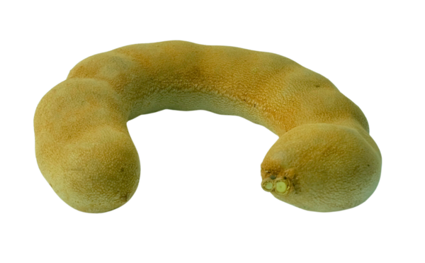 Kahverengi demirhindi meyvesi, ekşi tatma ve taze yemek pişirmek veya yemek için kullanılır, yüksek besin değeri ve tıbbi özellikleri olan sağlıklı bir meyvedir..