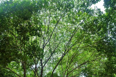 Ağacın tepesindeki güzel yeşil yapraklar bir gölgelik oluşturur. Güneş ışığı göz kamaştırıcı bir ışık demeti oluşturur..
