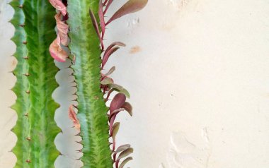 Close-up macro shot of a succulent stem with sharp spines and small red leaves, contrasting its rough texture against a smooth white wall background.