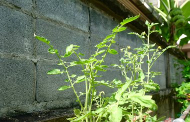 Small yellow tomato flowers on the plant, representing a natural source of Vitamin C and Vitamin A, symbolizing fresh, healthy and nutritious food production.
