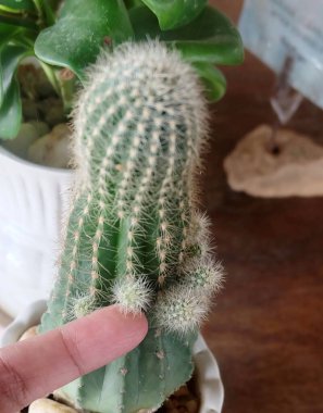 A person's finger gently touches a small, spiky cactus with new growth pups in a white planter, highlighting the texture and detail.