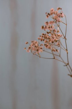 Kırsal ahşap arkaplanda metin alanı ile kuru çiçekler 