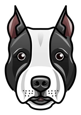 Pitbull kafasının görüntüsü.