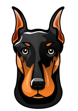 Bir doberman kafası tasviri