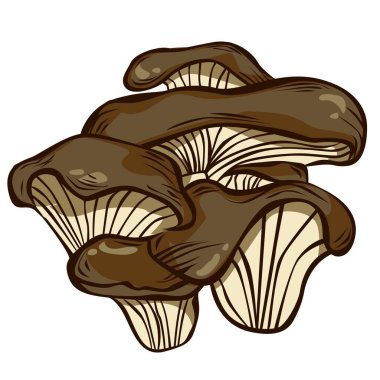 Biraz istiridye mantarı çizimi