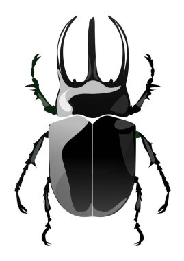 Bu bir böceğin çizimi.