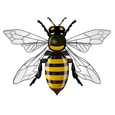 Bu bir eşekarısı çizimi.