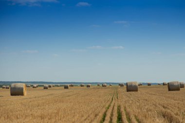 Hasattan sonra temiz bir tarlada buğday balyaları. Kırsal alan. Ukrayna.