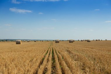 Hasattan sonra temiz bir tarlada buğday balyaları. Kırsal alan. Ukrayna.