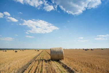 Hasattan sonra temiz bir tarlada buğday balyaları. Kırsal alan. Ukrayna.