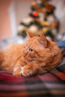 Yetişkin kırmızı bir kedi Noel ağacının arka planında. Kış tatili. Yüksek kalite fotoğraf