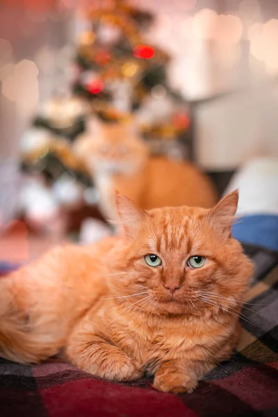 Dorosły Czerwony Kot Domu Tle Choinki Zimowe Wakacje Wysokiej Jakości — Zdjęcie stockowe