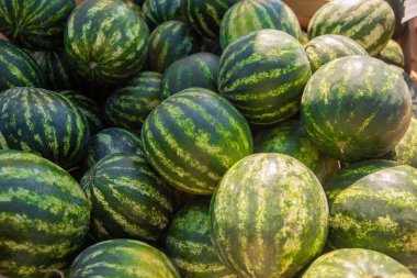 Hasat zamanı karpuz. Yazın dışarıda bir sürü karpuz olur..