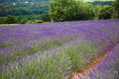 Fransa, Provence 'deki bir çiftlikte küçük bir lavanta tarlası..
