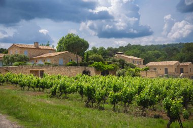 Yazın güneşli bir günde Provence 'deki üzüm bağları. Yüksek kalite fotoğraf