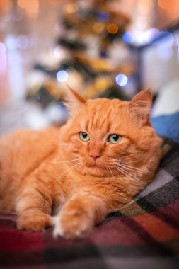 Yetişkin kırmızı bir kedi Noel ağacının arka planında. Kış tatili. Yüksek kalite fotoğraf