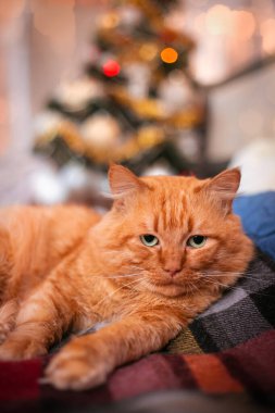 Yetişkin kırmızı bir kedi Noel ağacının arka planında. Kış tatili. Yüksek kalite fotoğraf