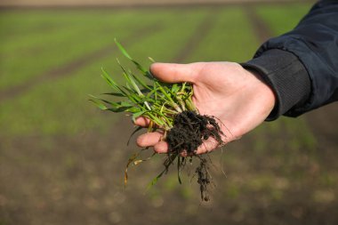 Tarladaki bir adam elinde tahıl filizleri tutuyor. Tarım ve çiftçilik mesleği kavramı. Tarlada bahar günü.