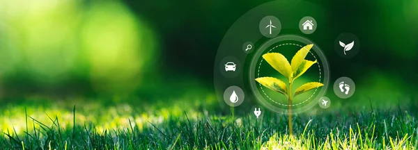 Ekologi Koncept Med Växande Växt Grönt Gräs Flygande Eko Ikoner — Stockfoto