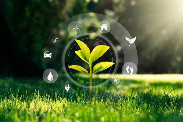 Ekologi Koncept Med Växande Växt Grönt Gräs Flygande Eko Ikoner — Stockfoto