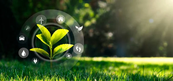 Conceito Ecologia Com Planta Crescimento Grama Verde Voando Ícones Eco — Fotografia de Stock