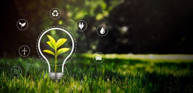 Çevre koruma, yenilenebilir, sürdürülebilir enerji kaynakları. Ampul konseptinde bitki yetişiyor.