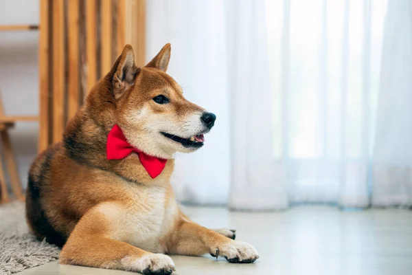 Close Shiba Inu Brown Dog Com Fita Vermelha Gravata Deitada — Fotografia de Stock