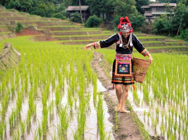 Tepedeki yeşil pirinç tarlalarında sepetle yürüyen siyah elbiseli Hmong kabilesinden bir kadın.