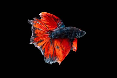 Swimming Action of Betta, Siamese fighting fish; Halfmoon dark blue and red betta isolated on black background with clipping path