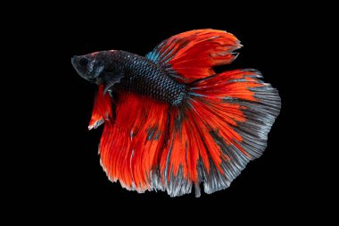 Swimming Action of Betta, Siamese fighting fish; Halfmoon dark blue and red betta isolated on black background with clipping path