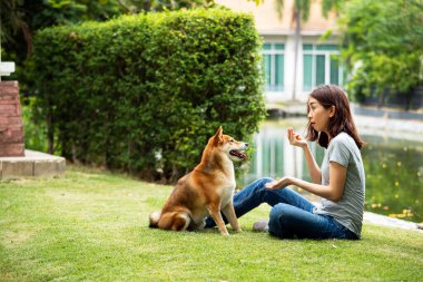 Arka bahçede paniklemiş yüzüyle Shiba Inu köpeğini eğiten genç bir Asyalı kadın.