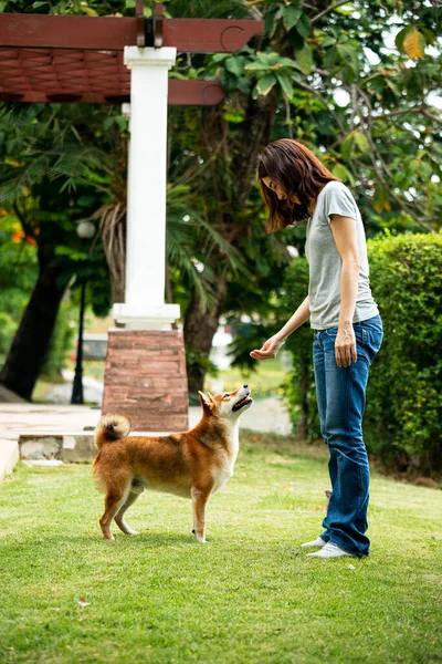 Азиатская Молодая Женщина Стоящая Закуской Руке Запах Собаки Шибы Смотрящей — стоковое фото