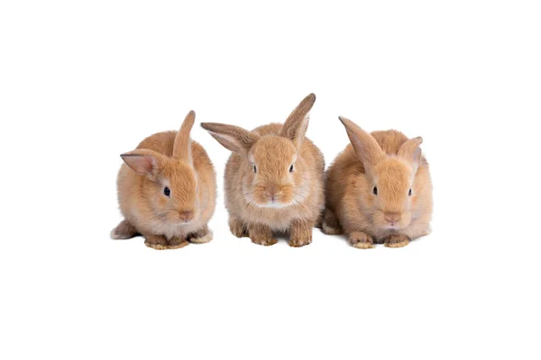 Nahaufnahme Drei Braune Kaninchen Sitzen Reihe Nebeneinander Isoliert Auf Weißem — Stockfoto