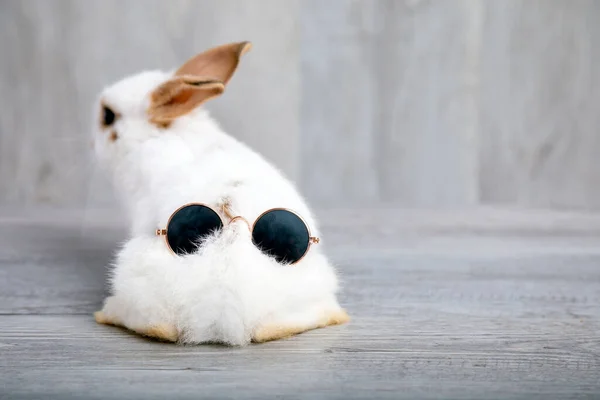 Nahaufnahme Weißer Kaninchenschwanz Liegt Mit Sonnenbrille Oben Wohnzimmer Grauer Holzboden — Stockfoto