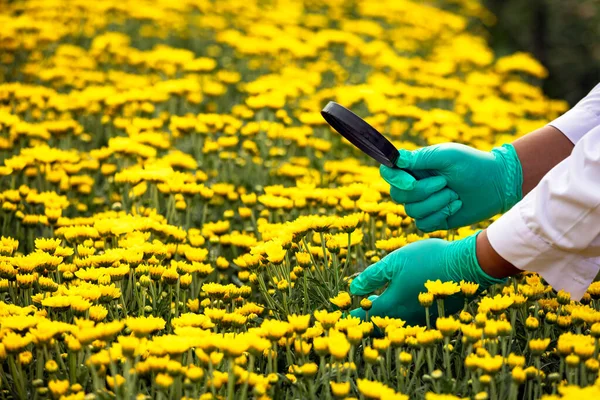Scientist man with green gloves holding magnifying glass to check yellow Chrysanthemums in flower garden close up hand