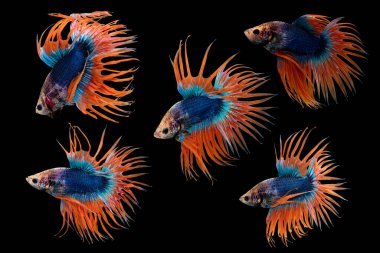 Crown Tail Betta aksiyon kombine, Siyam dövüş balığı, mavi ve turuncu renkli pla-kad (ısıran balık) Thai; betta kırpma yolu ile siyah arka planda izole