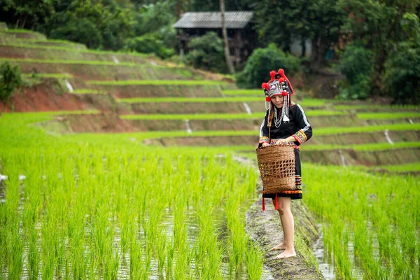 Ethnic Heritage in Rural Landscapes: Native Hmong Woman with basket Farming Rice Fields amidst Rainy Weather