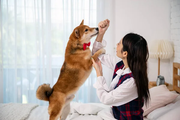 Neşeli Bağ: Genç Kadın ve Shiba Köpeği Asyalıların İlham Verdiği Yatak Odasında Mutluluk ve Oyunculuk Buluyor