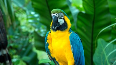 Zaman ayarlı mavi papağan portresi; kopyalama alanı olan mavi ve altın papağan