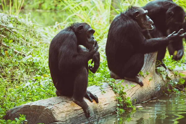 Tři Siamang Gibbon Jeho Bujné Džungli Habitat Podél Klidné Řeky — Stock fotografie