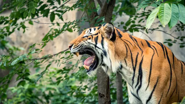 Wildlife Sluiten Ontmoet Intense Blik Van Gebrul Geeuw Tijger Natuurlijke — Stockfoto