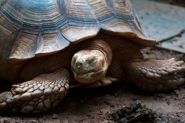 Huzurlu Doğadaki Büyük Kaplumbağanın Yakın Çekimi; Uykucu Dev Sürüngen Büyük Kaplumbağa Dinleniyor