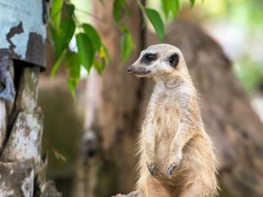 Meerkat 'ın nöbetteyken yakın çekim; Suricata suricatta veya Suricate küçük bir etoburdur